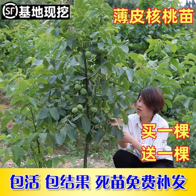 薄皮纸皮核桃苗当年结果买一送一