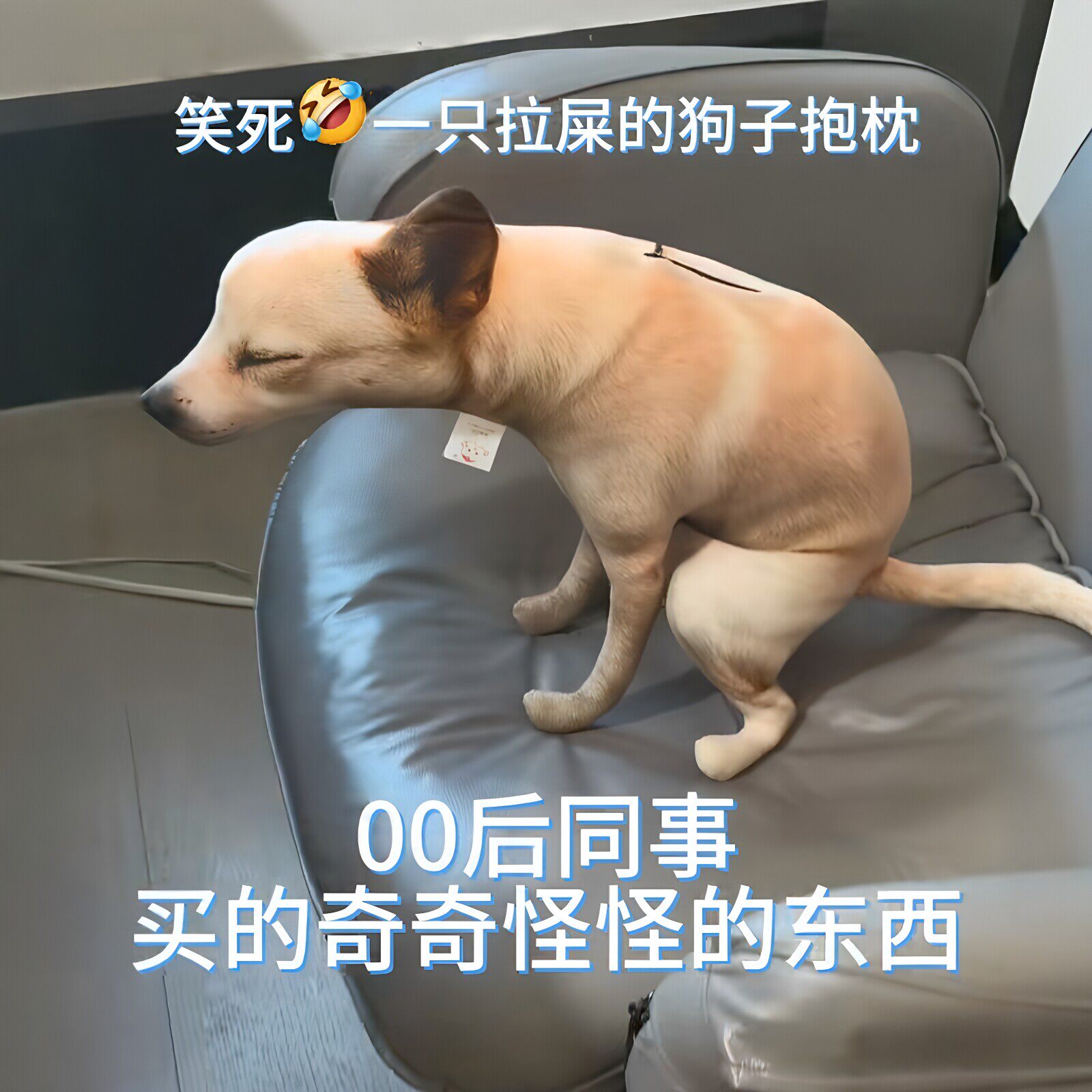 随地大小拉！狗子拉屎抱枕宿舍抽象恶搞靠垫办公室整蛊摆件送朋友