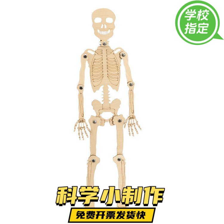 人体结构模型骨骼器官内脏拆卸身体骨架可动构造教具儿童益智玩具