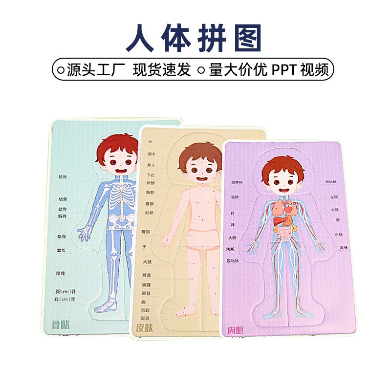 DIY人体器官消化系统科技小制作拼图KT内脏拼图模型科学实验hn64