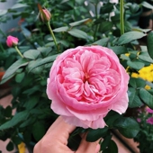 浓香奥斯汀凯丽月季 玫瑰花苗w阳台庭院盆栽耐寒耐热四季 开粉色切
