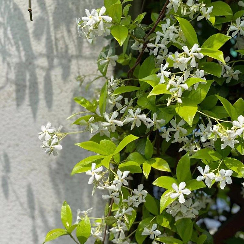 风车茉莉爬藤植物腾蔓花卉络石藤耐热耐寒四Q季常绿爬墙藤蔓植物