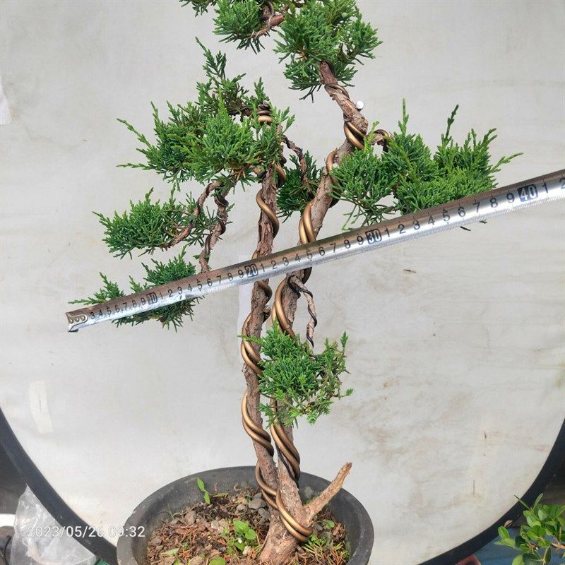 松柏类盆景老桩济州真柏原生桩一C本双杆阳台庭院茶几耐寒喜阳绿,鲜花速递/花卉仿真/绿植园艺,造型盆景,淘宝优惠券,粉丝福利购,淘宝优惠卷