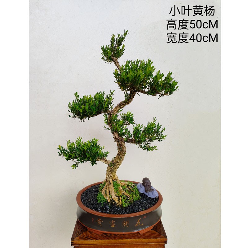迎客松盆景雀舌黄杨真柏花卉紫檀绿植老桩好养盆栽净Y化客厅阳台