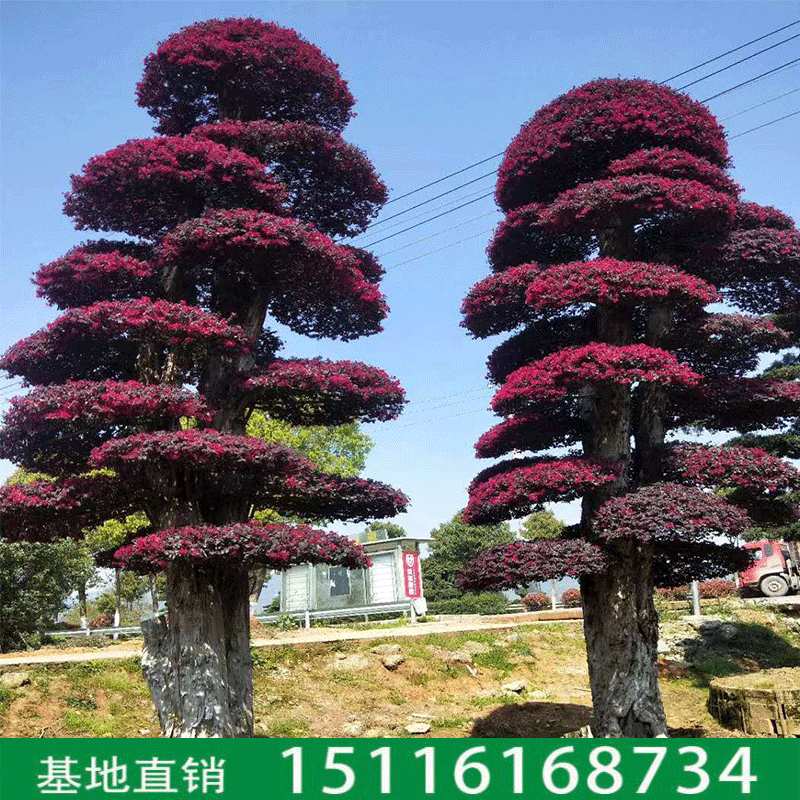 造型红花继木球 园林绿化工程苗木精品庭院常绿乔木 基地直销