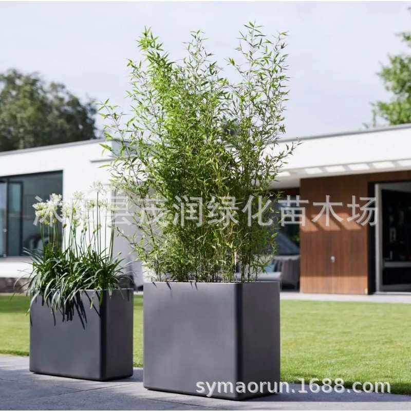 不修剪全冠带梢头竹不去顶景观竹金镶玉竹金竹青竹紫竹庭院观赏竹