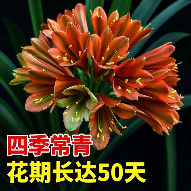 当年观赏原土家养四季常青开花室内君子兰盆栽花卉带叶