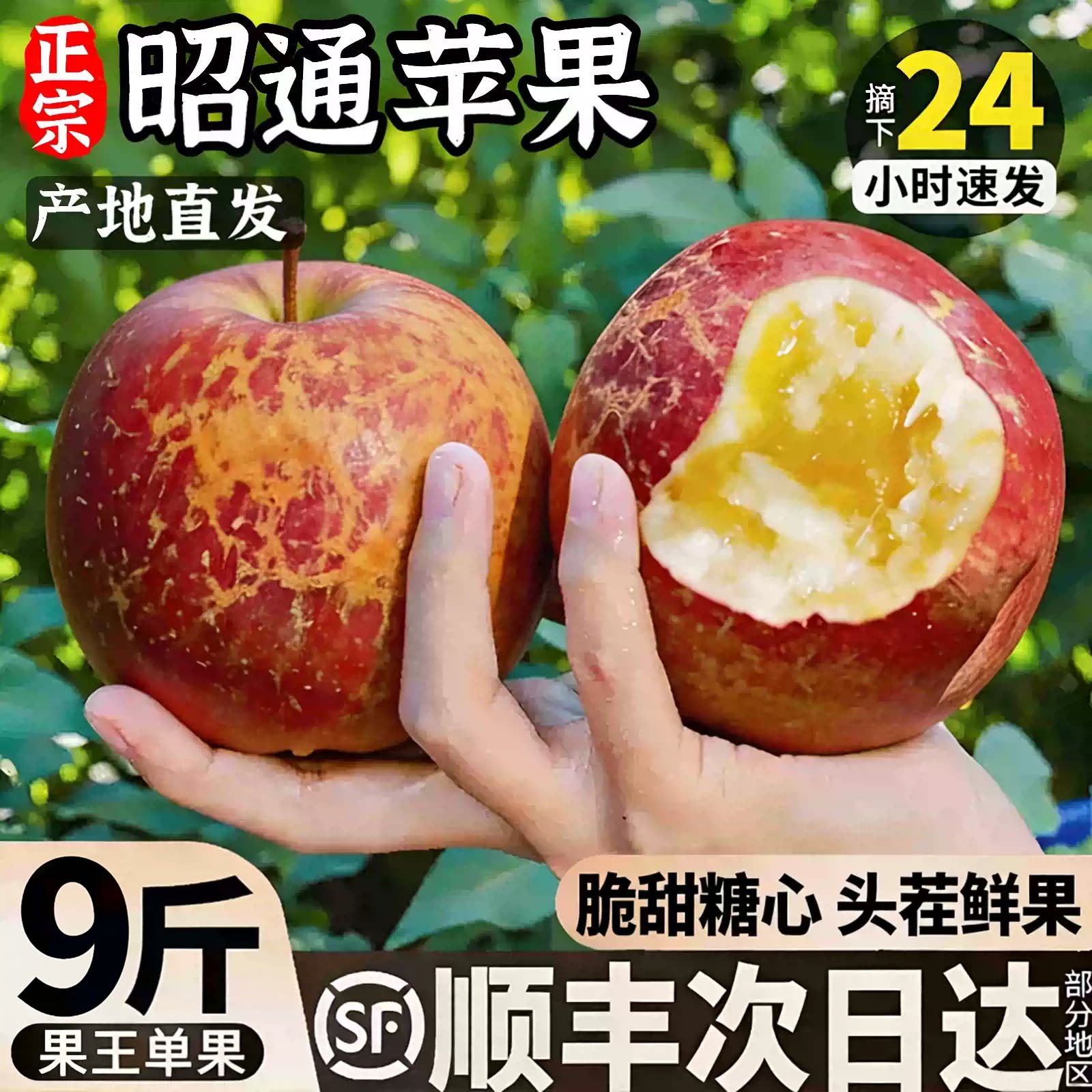 【官方推荐】冰糖心昭通丑苹果