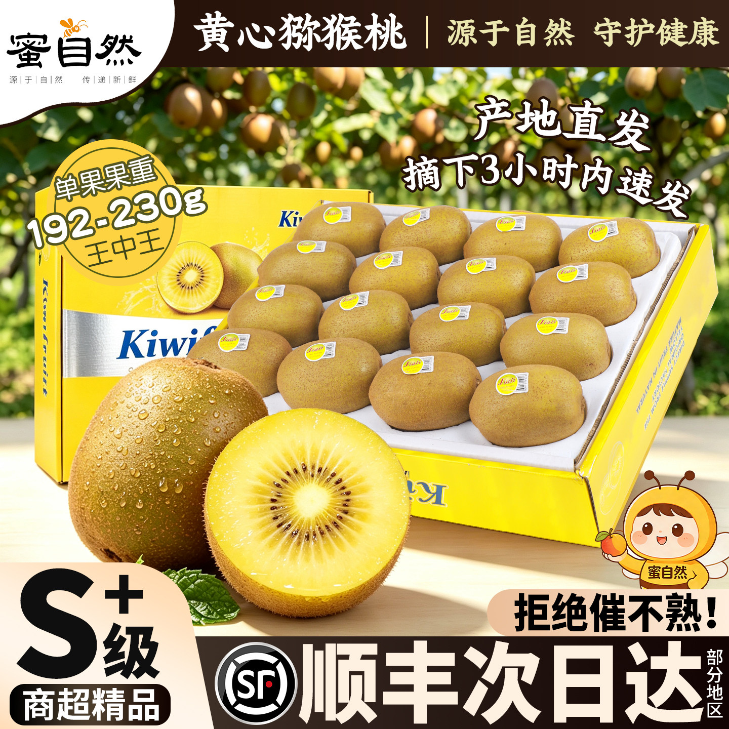 顺丰次日达丨国产黄心奇异果