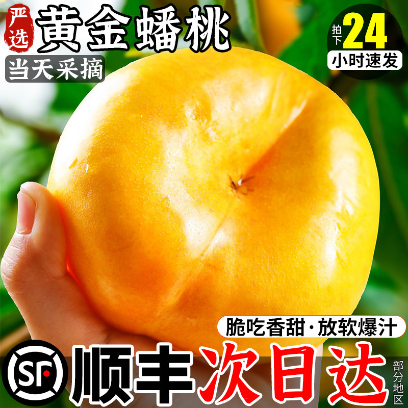 黄金蟠桃桃子新鲜水果山东蒙阴应当季高山黄水蜜油桃扁桃整箱纽扣