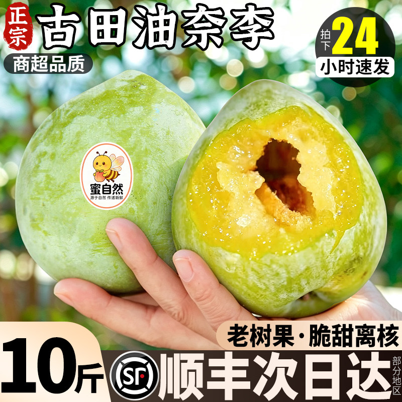 【顺丰次日达】正宗古田油奈