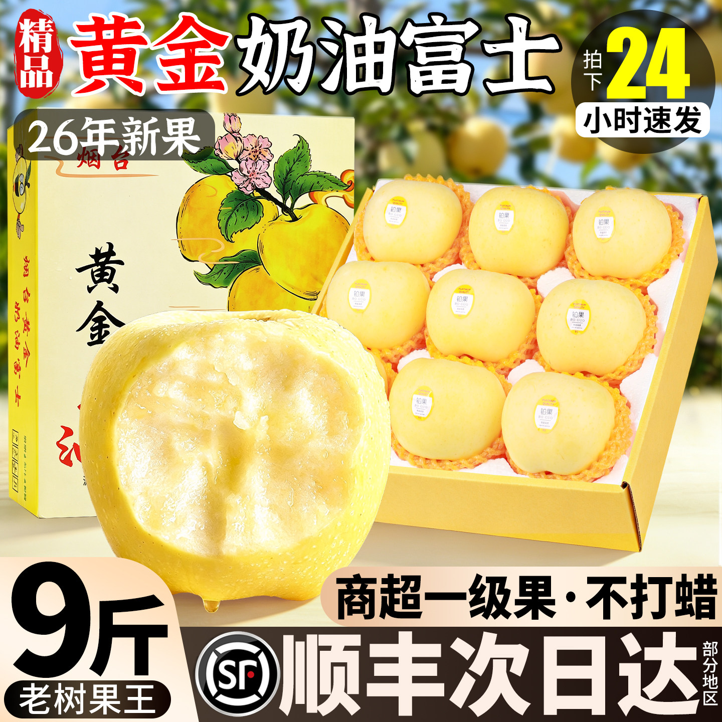 26年黄金奶油黄富士苹果现摘现发新鲜当季水果整箱9斤山东烟台