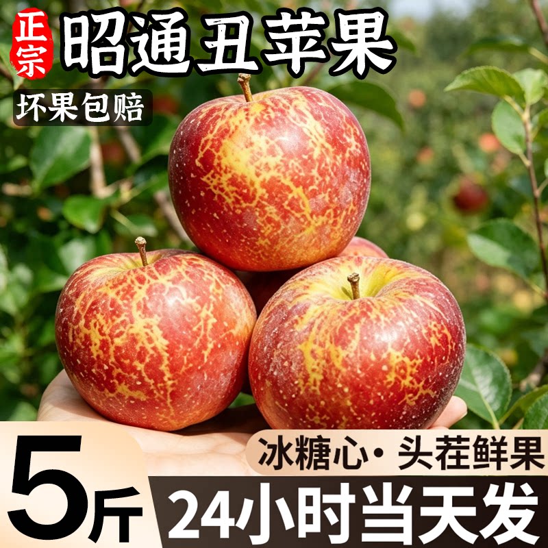 正宗冰糖心丨昭通丑苹果树上熟