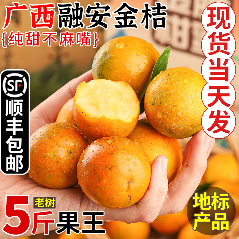 核心产区直发！正宗融安金桔