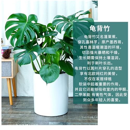 卉春 龟背竹植物盆栽 办公v室客厅室内 除甲醛净化空气绿植大盆栽