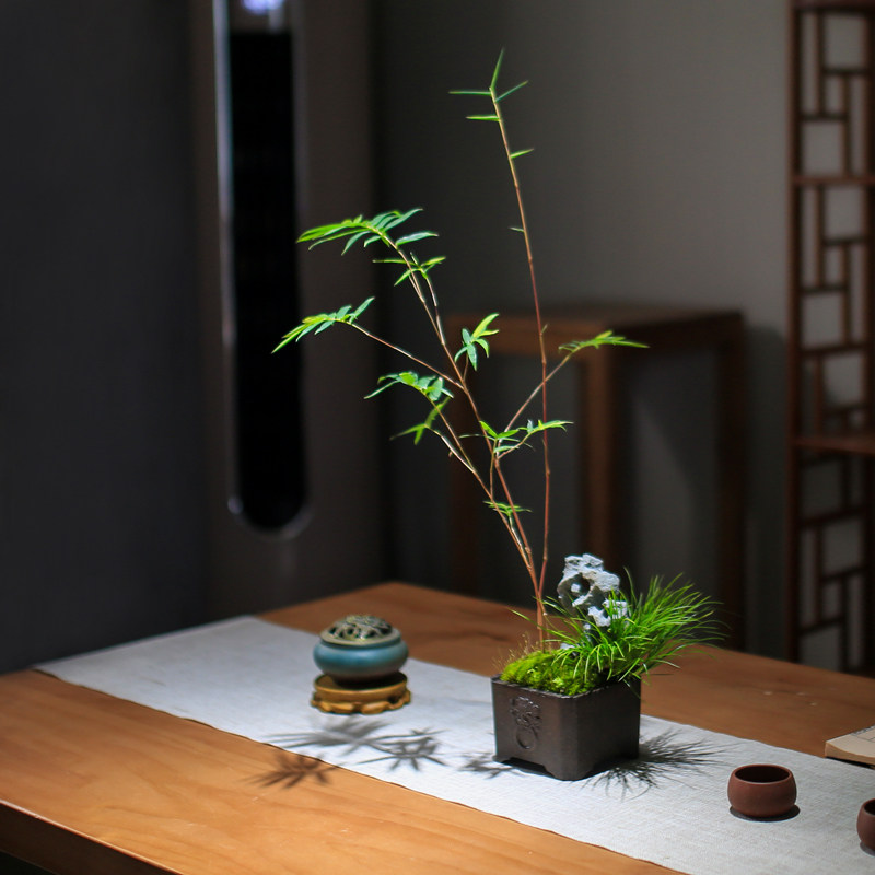 红竹盆栽红观f音竹菖蒲苗精品绿植创意小盆景太湖石植物办公室客,鲜花速递/花卉仿真/绿植园艺,绿植,淘宝优惠券,粉丝福利购,淘宝优惠卷