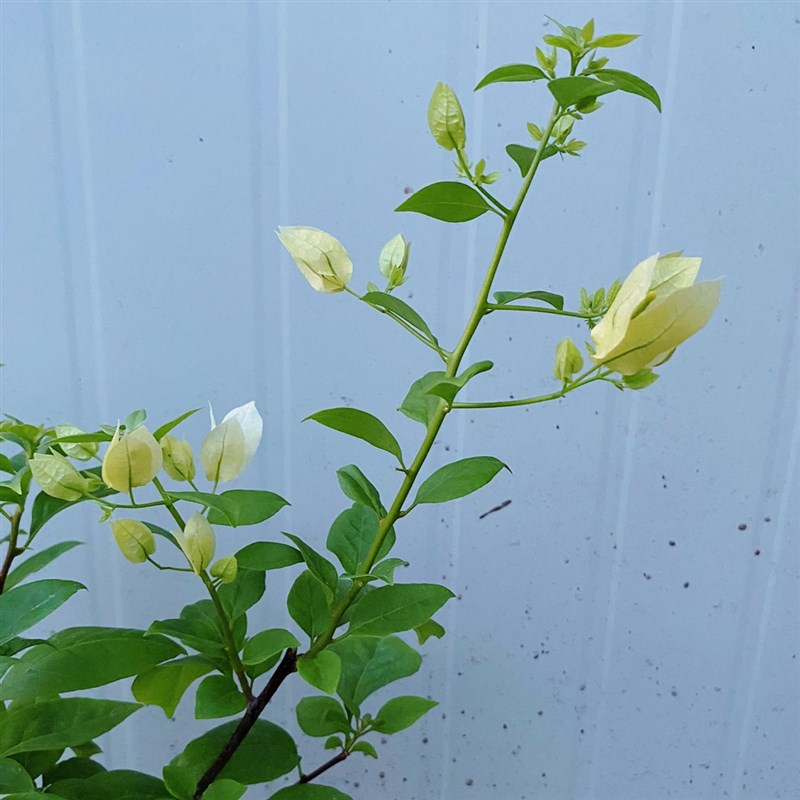 苏瓦娜三角梅盆栽带花发货t大苗四季庭院开花阳台室外好养花卉植