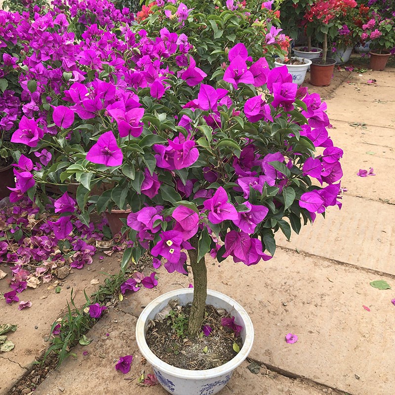 重瓣三角梅盆栽大颗5年苗带花爬藤植物原土发货老桩庭Z院阳台耐寒