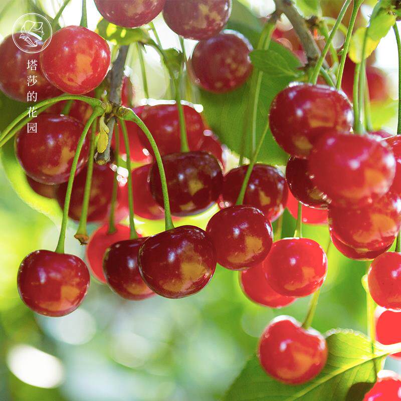塔莎的花园 毛樱桃盆栽中国樱桃果树好养耐寒喜阳香甜可口樱桃树