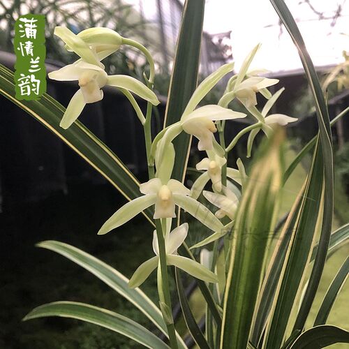 兰花苗建兰 峨嵋雪 四季兰花艺D双全素心花 盆栽绿植室内花卉