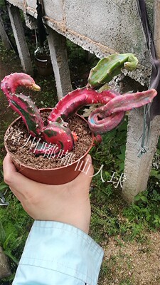 漳州嘟嘟仙人球【龙凤u牡丹】稀有仙人球仙人柱稀有品种