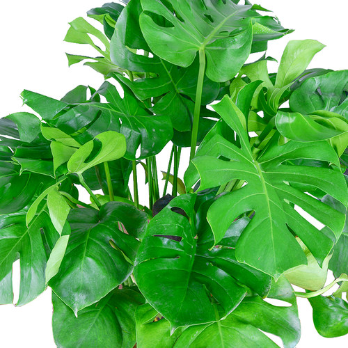 龟背竹大植物盆景绿植室内阳台客厅净化空气水P培花卉盆栽开背大