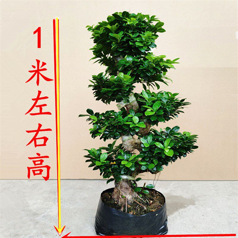 金钱榕盆栽绿植花卉老桩造型 s弯摇钱树K观赏植物小叶人参榕树盆
