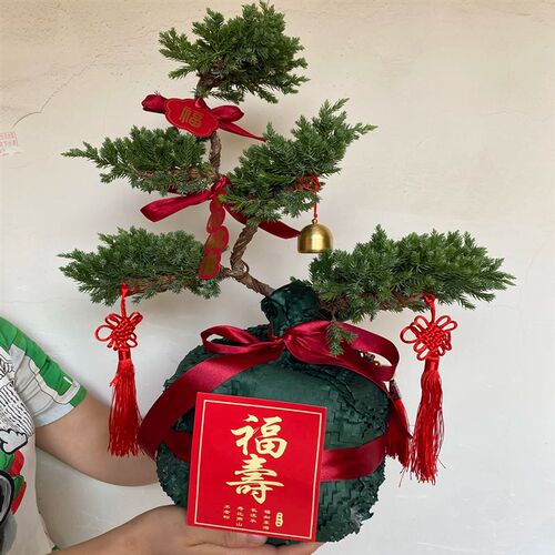 五层塔松盆栽绿植盆景室内好养y活植物珠海送长辈寿礼开业乔迁礼