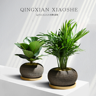 琴叶榕室内绿植四季易活植v物办公室净化空气小盆栽防辐射桌面花