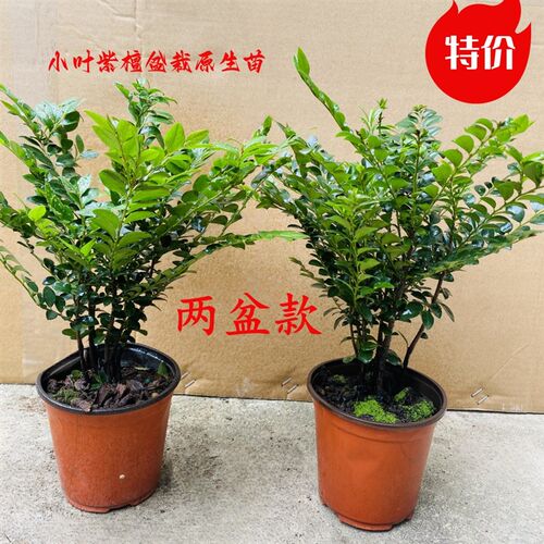 小叶紫檀盆栽老桩造型树绿植 四D季常青檀香木紫檀盆景室内阳台