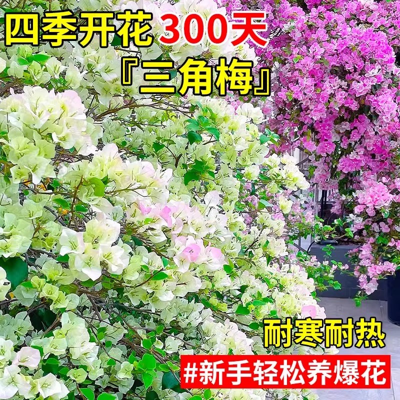 三角梅重瓣四季开花带花老桩大树盆栽苗绿樱勤花花卉植物好养的花