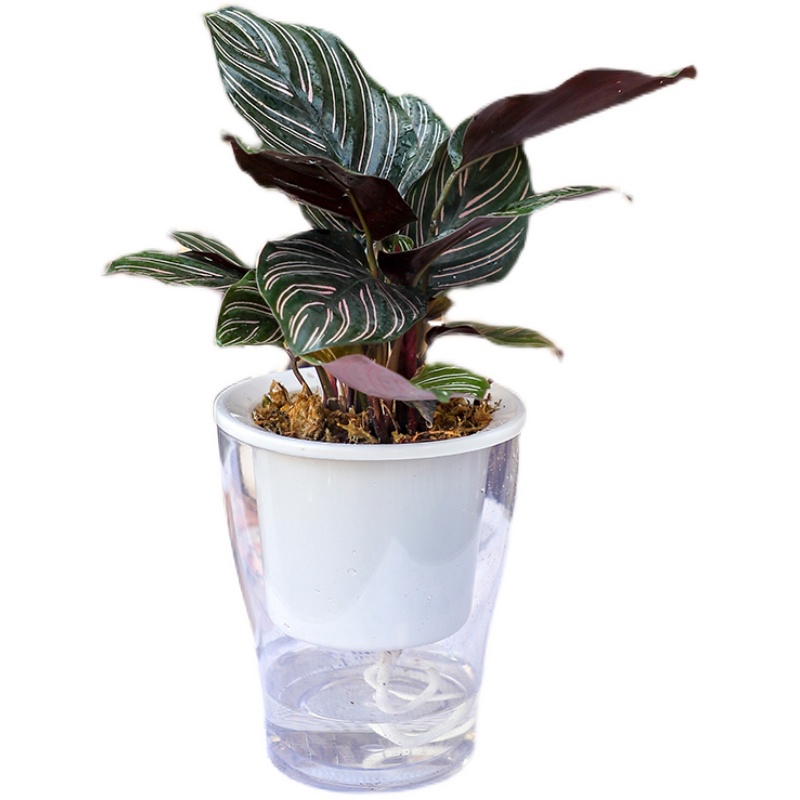 绿森水培白掌虎皮兰龟背竹凤梨小玫瑰水养K室内办公室懒人桌面绿