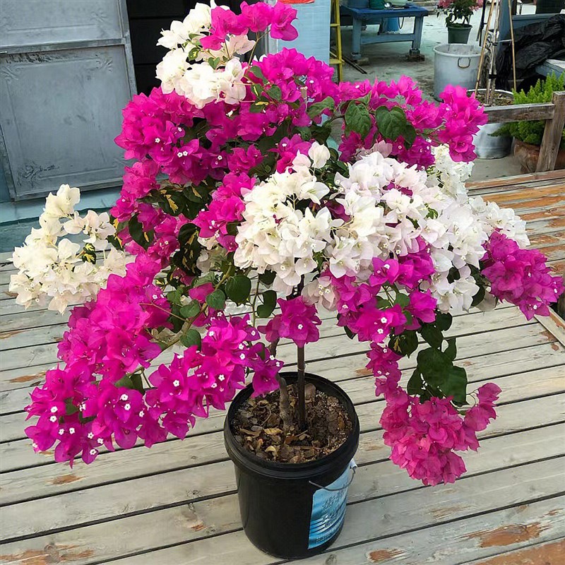 重瓣三角梅阳台盆栽庭院别t墅带花老桩爬藤多色耐寒花卉植物四季
