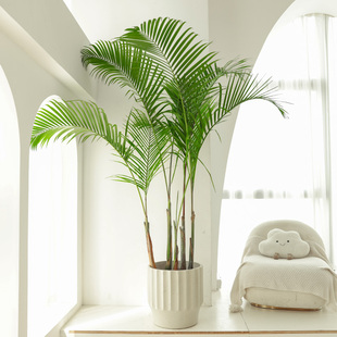 老桩散尾葵绿植盆栽客厅大v型落地室内室外热带植物椰子树高凤尾