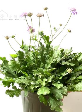 小椿日和高加索蓝盆花带花苞盆栽绿植阳K台室外庭院多年生花卉包