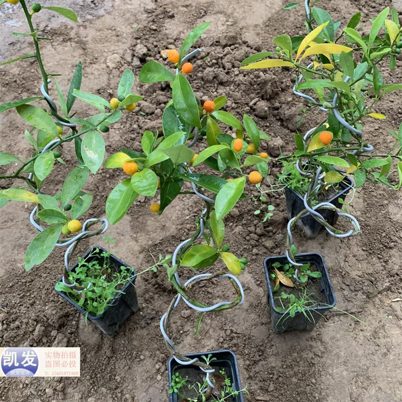 金豆盆景年宵绿植盆栽过年t四季老桩金黄冬季可食用春季金桔金豆