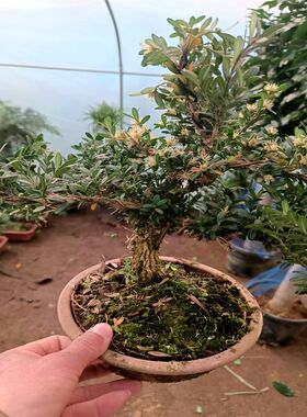 雀舌黄杨盆景名贵小叶皱皮稀有z盆栽造型植物客厅办公室四季常青