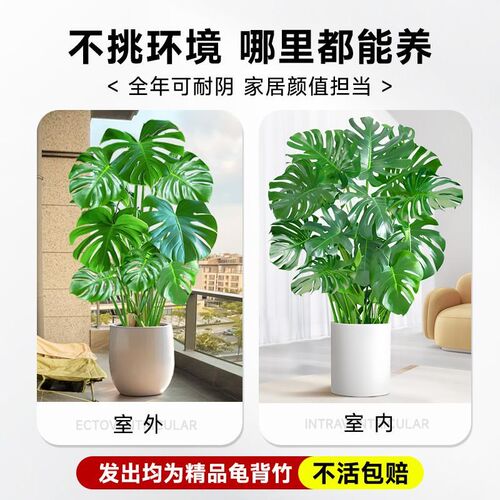 大叶龟背竹客厅大l盆栽室内植物办公室电视柜大型落地绿植老桩好