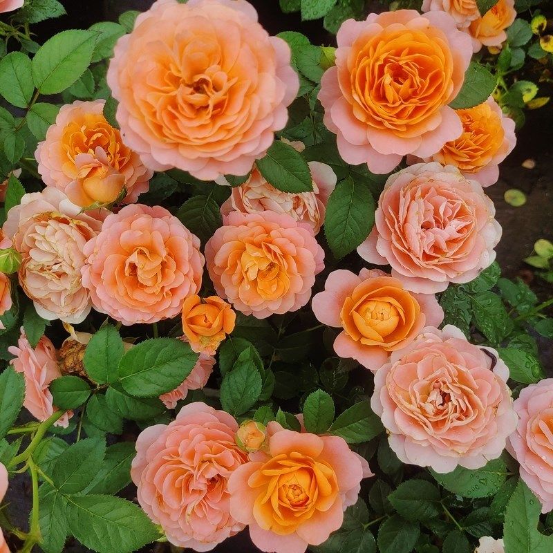 新品灌木月季盆栽果汁阳台母本大苗多季勤开多头S包子耐寒耐热易,鲜花速递/花卉仿真/绿植园艺,月季/蔷薇/玫瑰,淘宝优惠券,粉丝福利购,淘宝优惠卷
