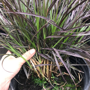 火焰狼尾草 室外观赏p草庭院花镜种植叶色红艳 多年生宿根包邮