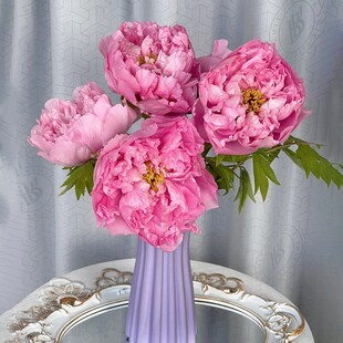 牡丹花鲜花基地h直发鲜切花雪映桃花家用水培插花客厅装饰顺丰包