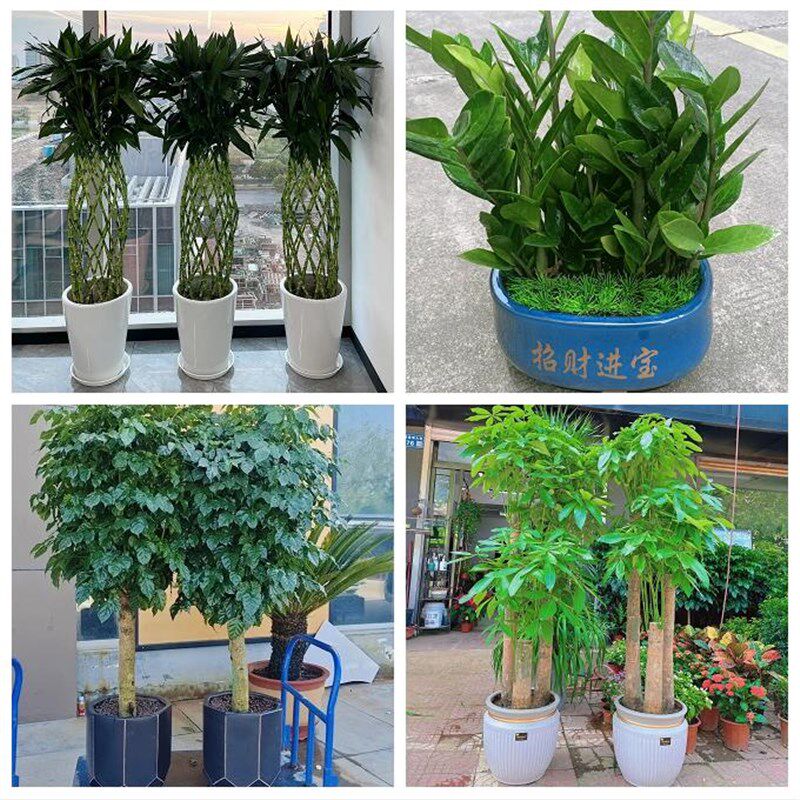 送厦门市思明区海沧区湖里区同城花店金钱发N财树乔迁开业绿植盆
