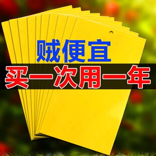 双面粘虫黄板果蝇诱虫板柑u橘子树瓜果实蝇针蜂苍蝇大棚蓟马篮板