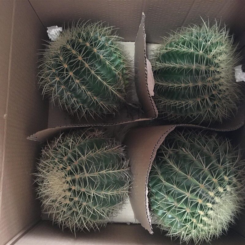 大型多头b金虎仙人球盆栽 沙漠植物 金琥群生 多浆办公室景观工程
