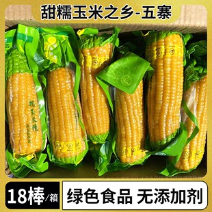 山西黄糯玉米真空包装忻州糯玉米新鲜大棒苞米甜粘黏五寨非东北黑
