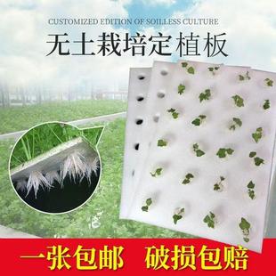 无土栽培海绵小方块种植水培蔬菜定植种菜大棚湿透气泡育苗
