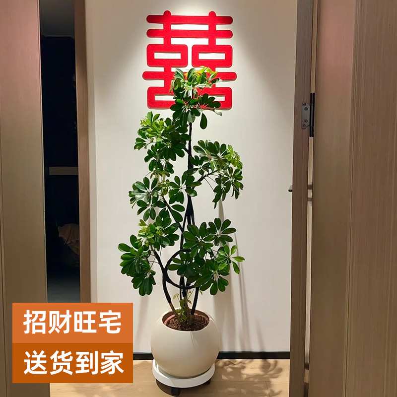 造型鸭脚木客厅大盆栽鸭掌木鹅掌柴室内绿植大型四季常青真花植物