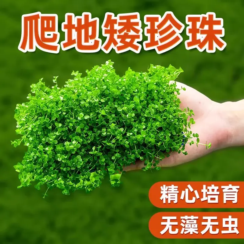前景草爬地矮珍珠鱼缸水草植物