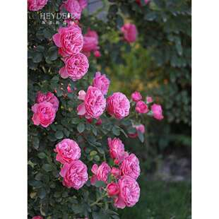 阳台庭院栅栏好养花卉植物盆栽苗 粉色达芬奇藤本月季 海蒂 花园