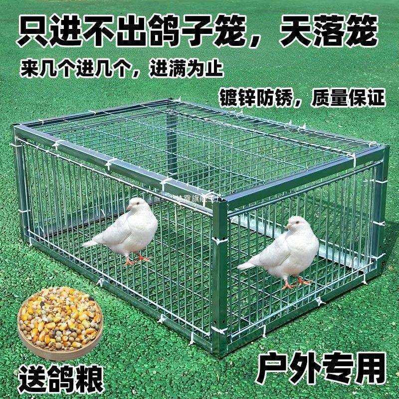 鸽子器只进不出门天落网笼收鸽笼逮扑捕抓鸽子鸡陷阱见描述